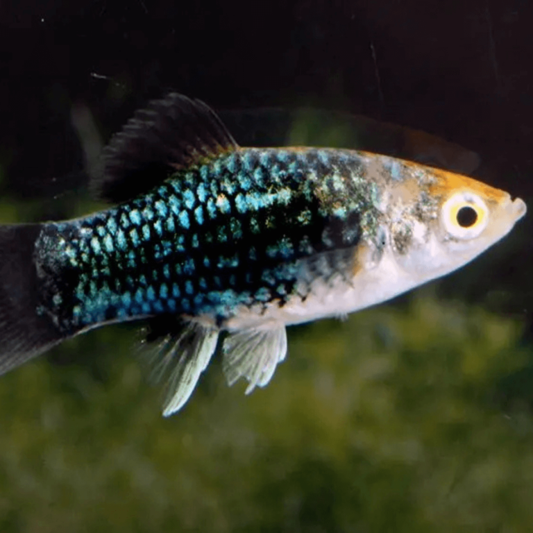 Platy Green Variatus L - Xiphophorus maculatus - Zoomarket