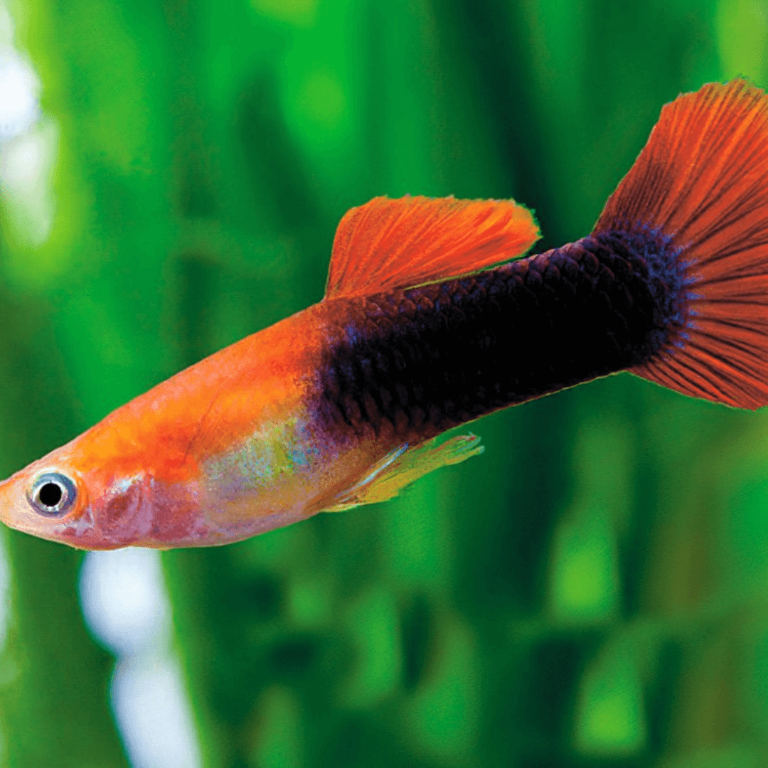 Guppy Red Tuxedo - Poecilia reticulata - Guppy - Živorotke - Ribice za akvarijum - Zoomarket akvaristika