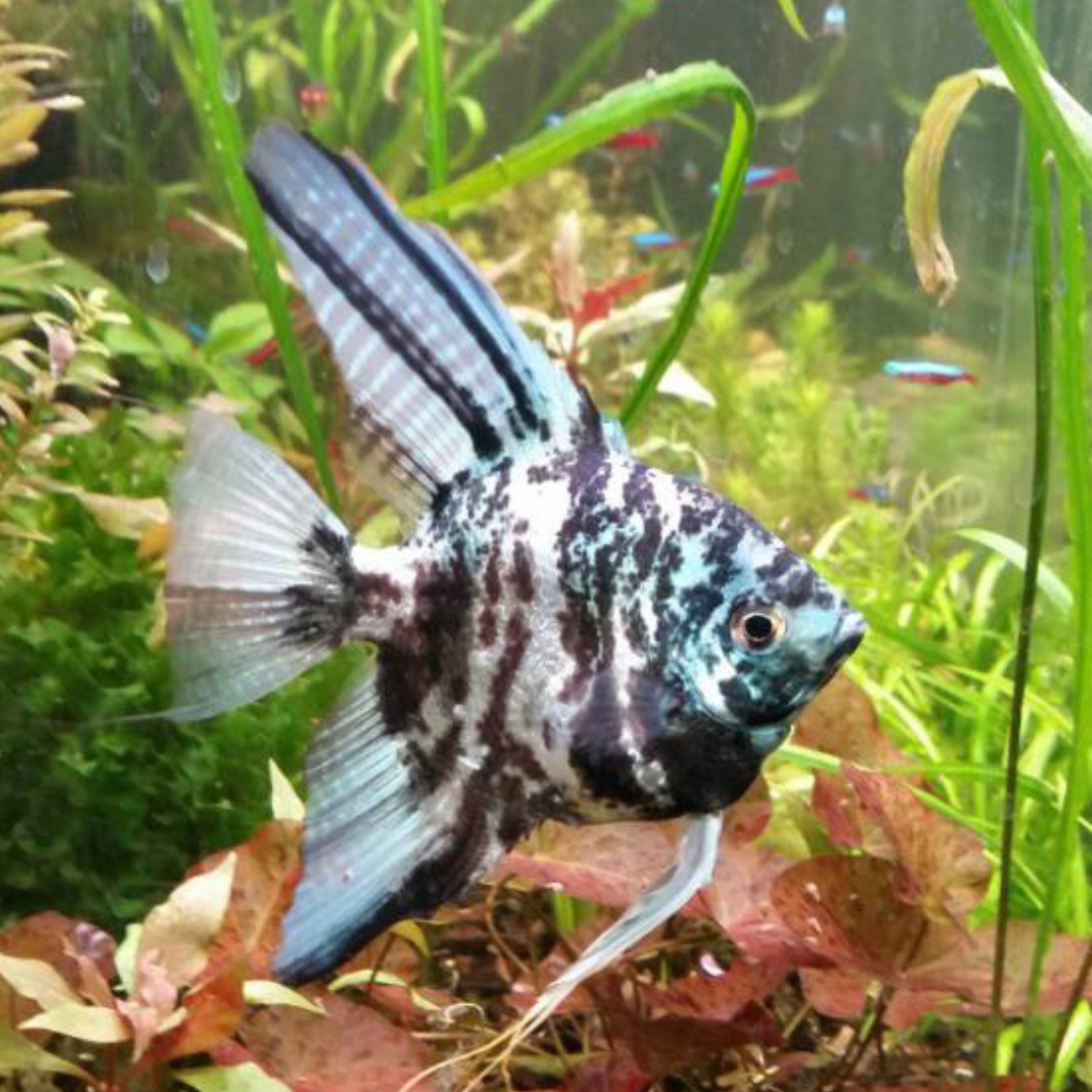 Skalar Florida Pterophyllum Scalare Zoomarket